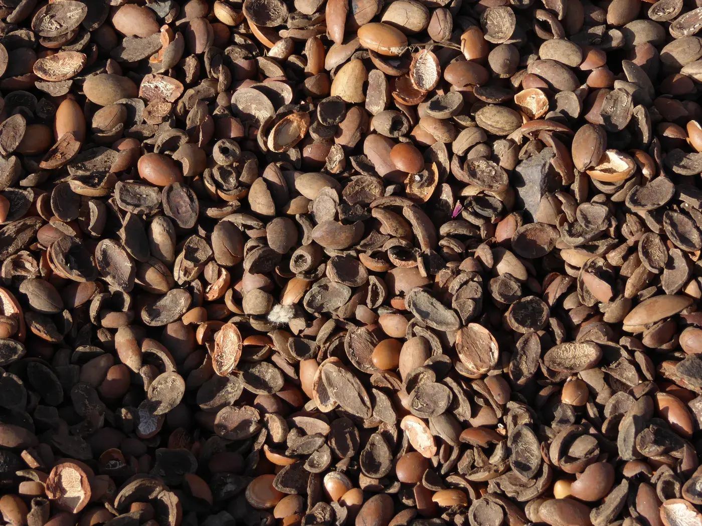 Argan seeds